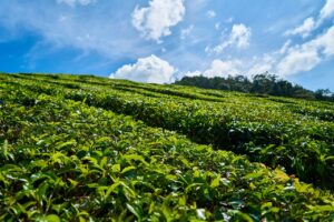 liburan ke kebun teh