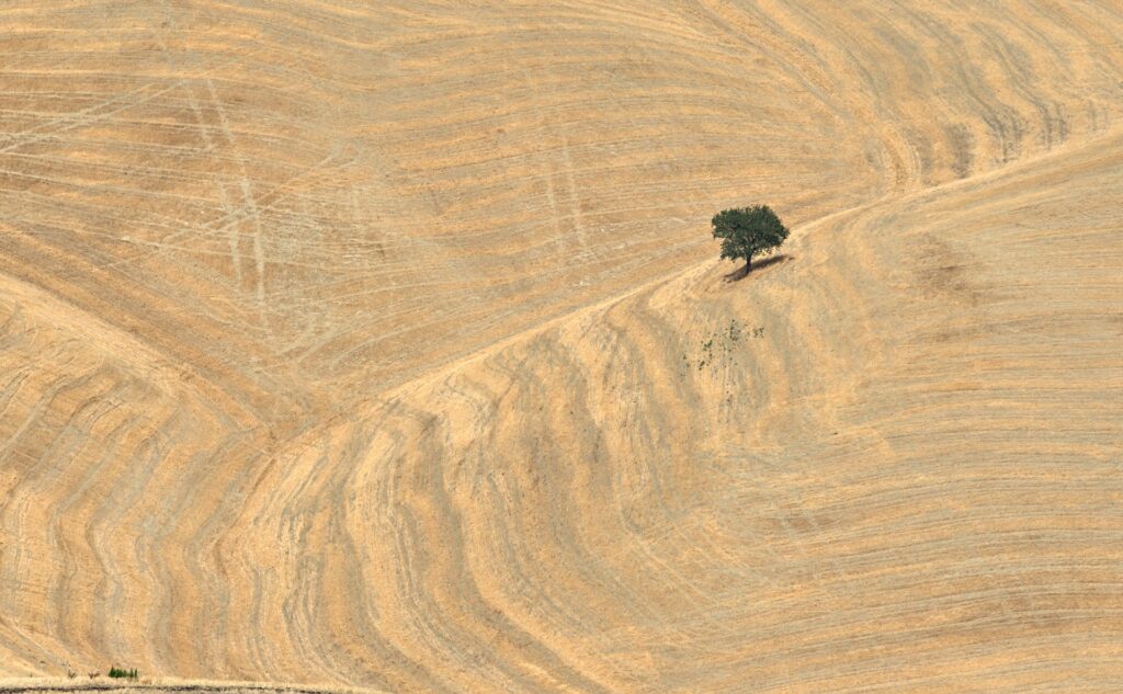 Hutan yang hilang