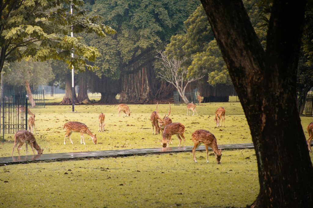 Kebun raya