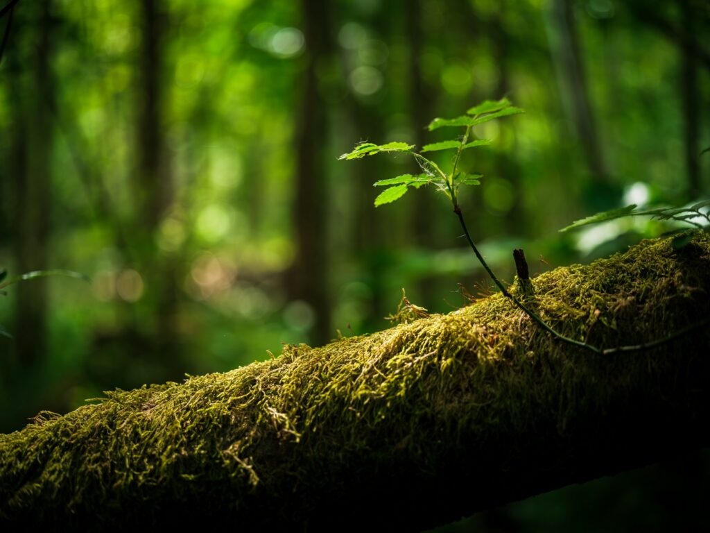 pentingnya menjaga alam