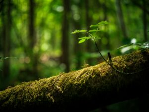 pentingnya menjaga alam