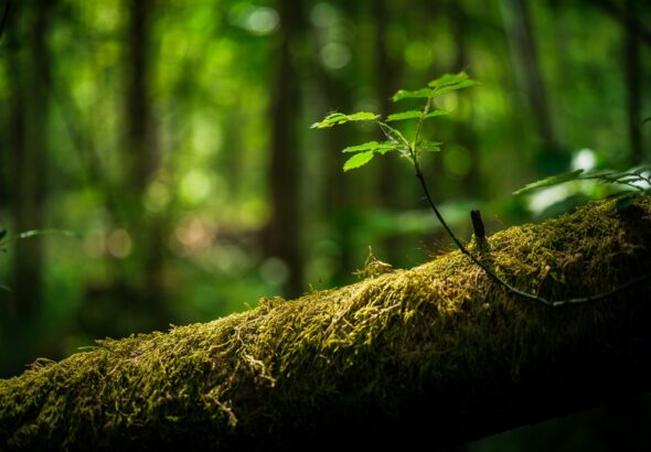 pentingnya menjaga alam