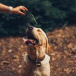 Tips menjinakkan anjing