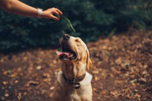 Tips menjinakkan anjing